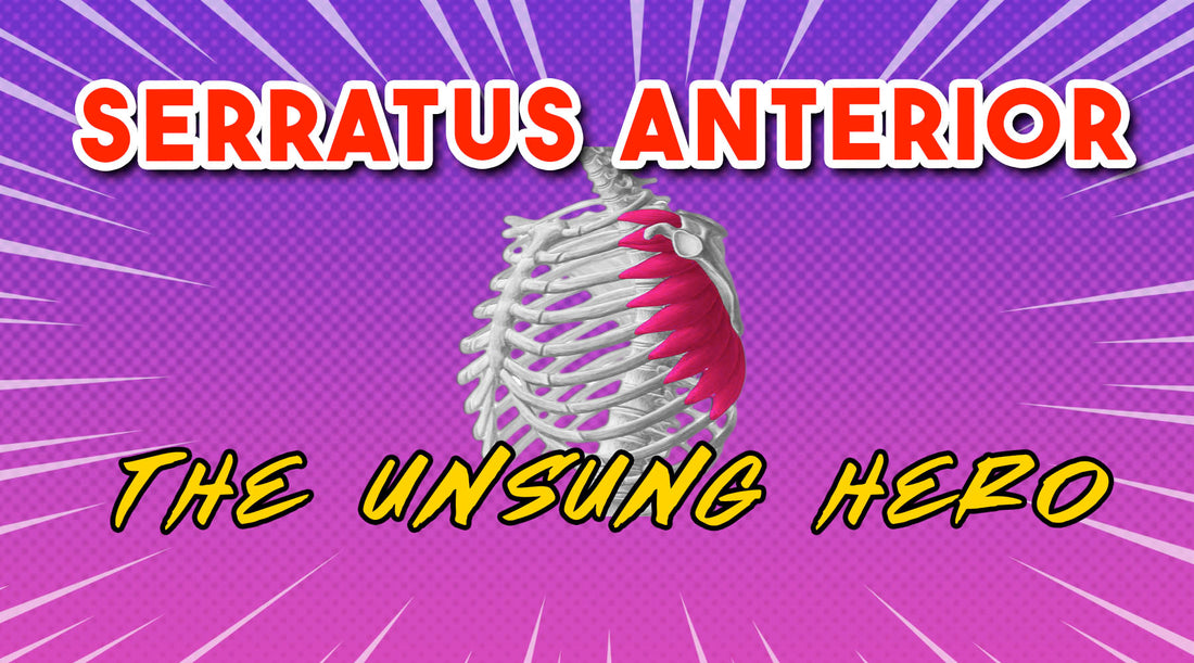 image of the serratus anterior with the words serratus anterior the unsung hero over a bright purple gradient background